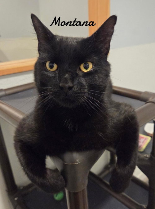 Montana, a cat for adoption from Animals for Life, Inc.