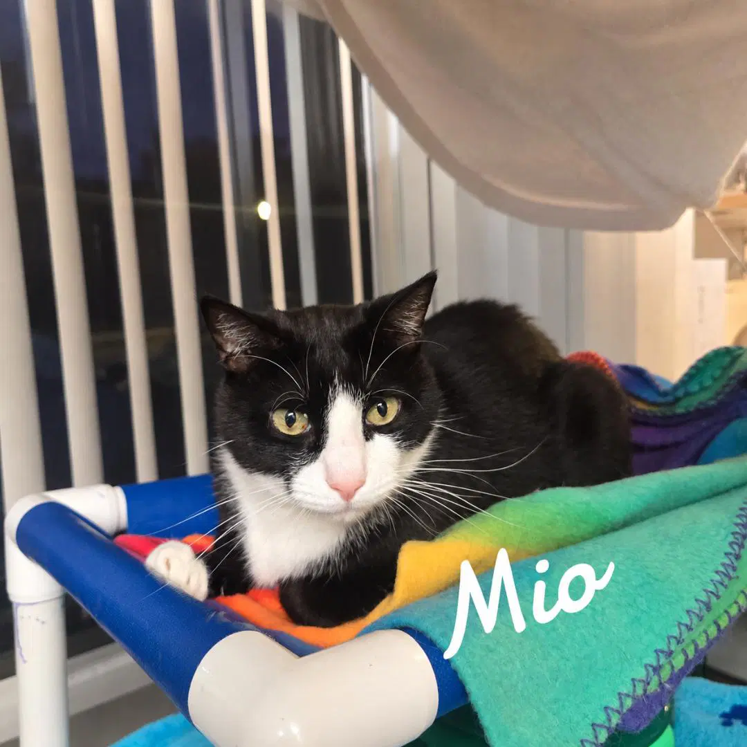 Mio - Domestic Short Hair