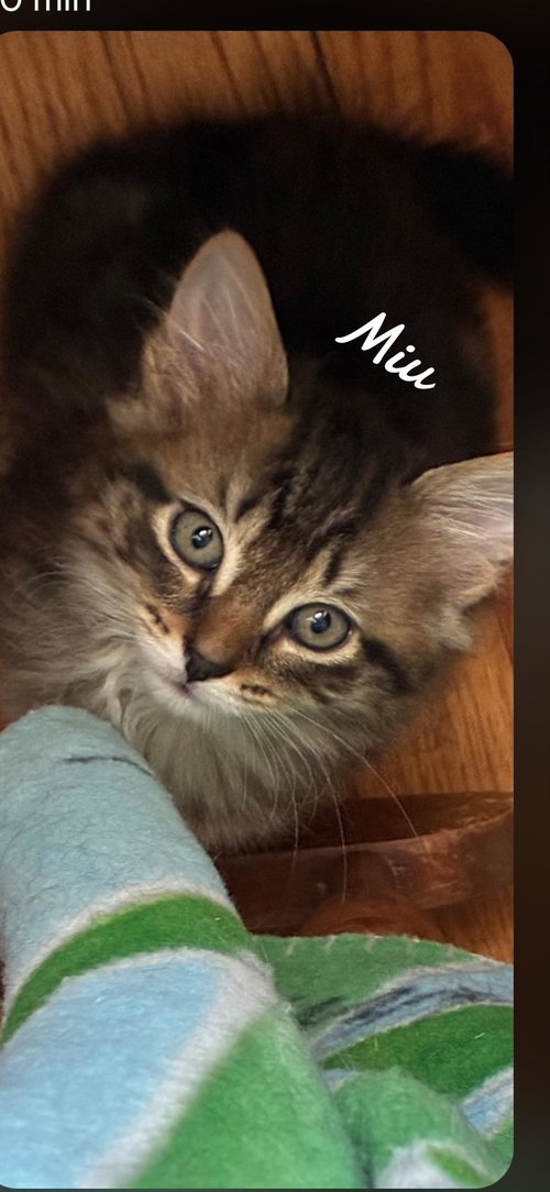 Miu, Domestic Short Hair (medium coat)