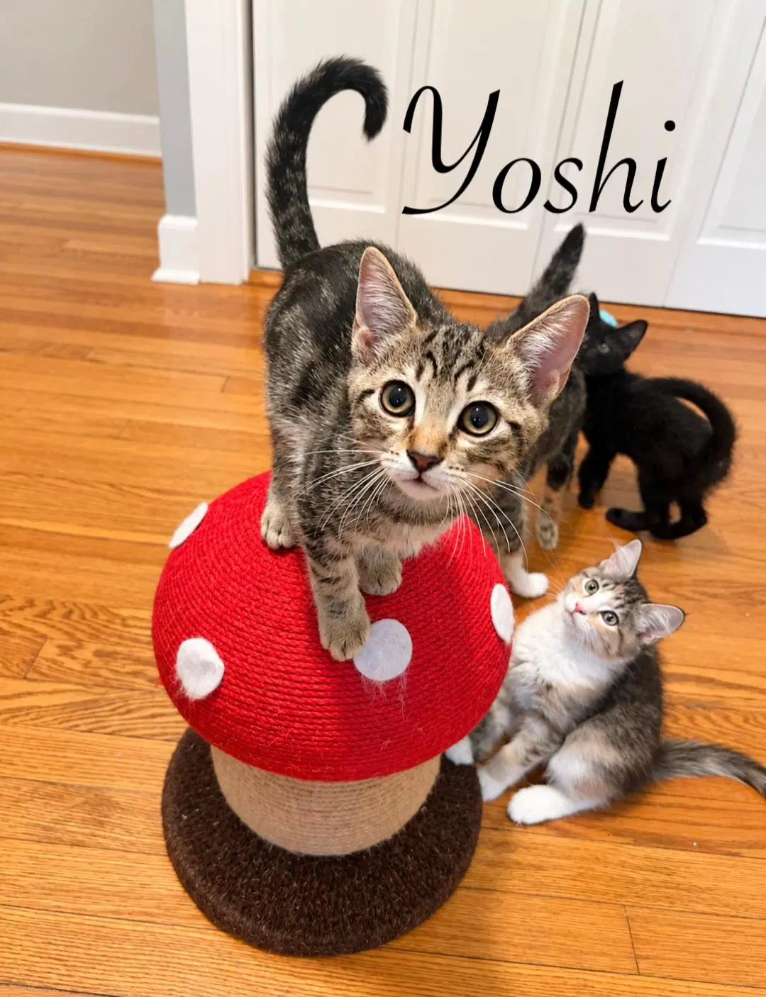 Yoshi - Tabby