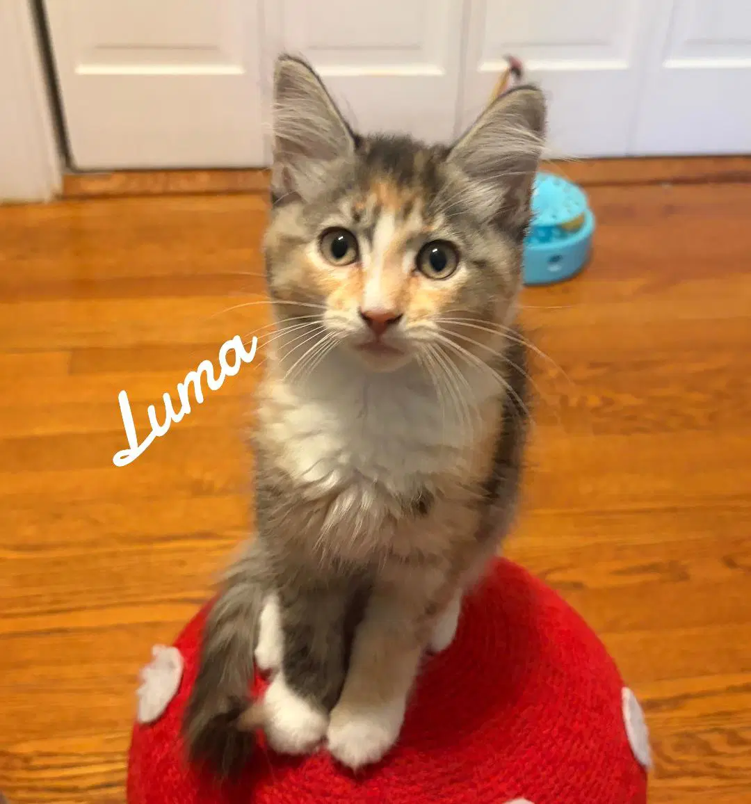 Luma - Domestic Short Hair