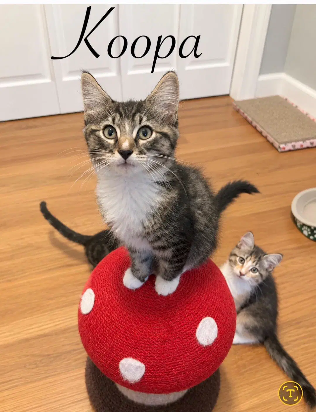 Koopa - Domestic Short Hair