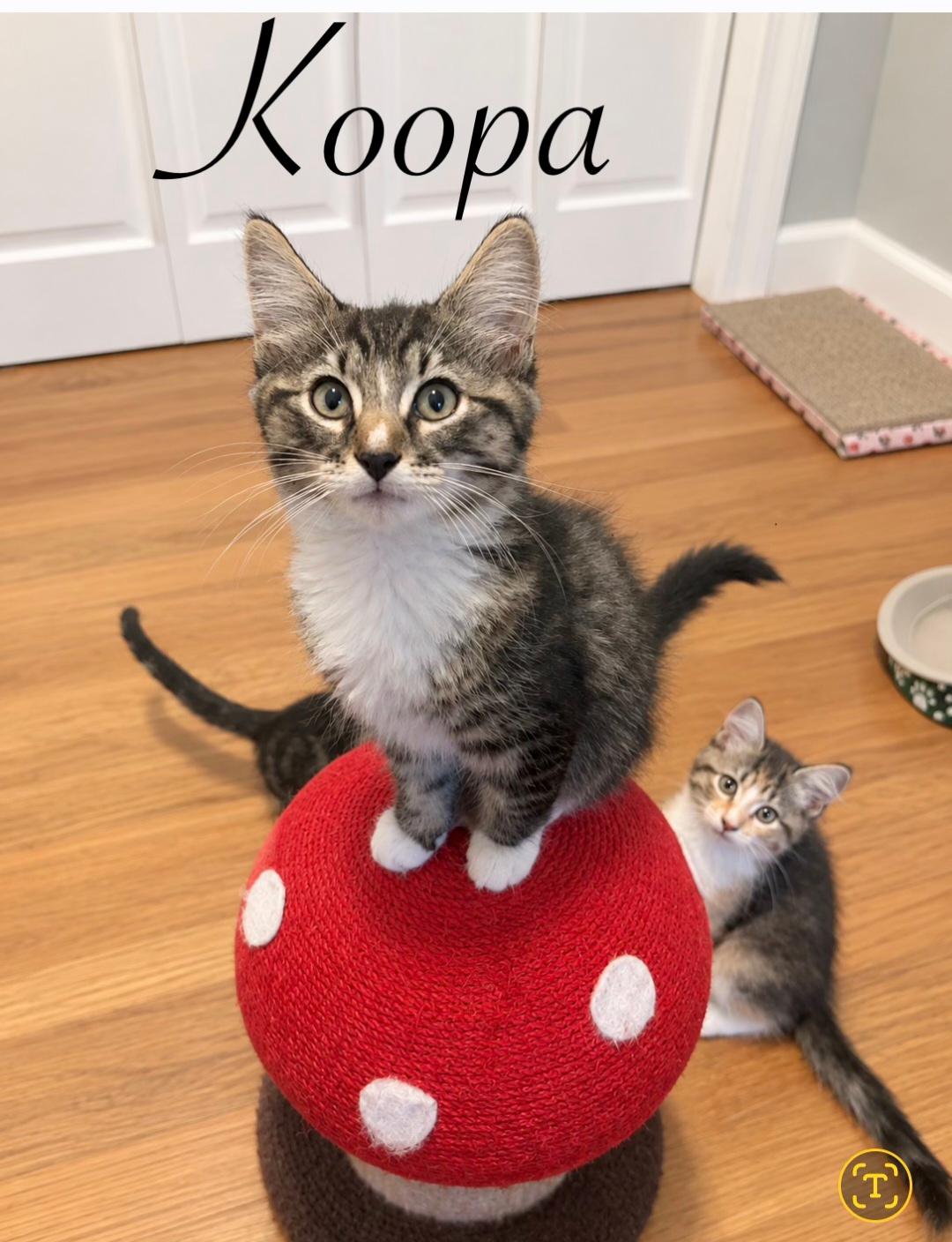 Koopa
