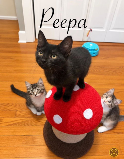Peppa, Domestic Short Hair (short coat)