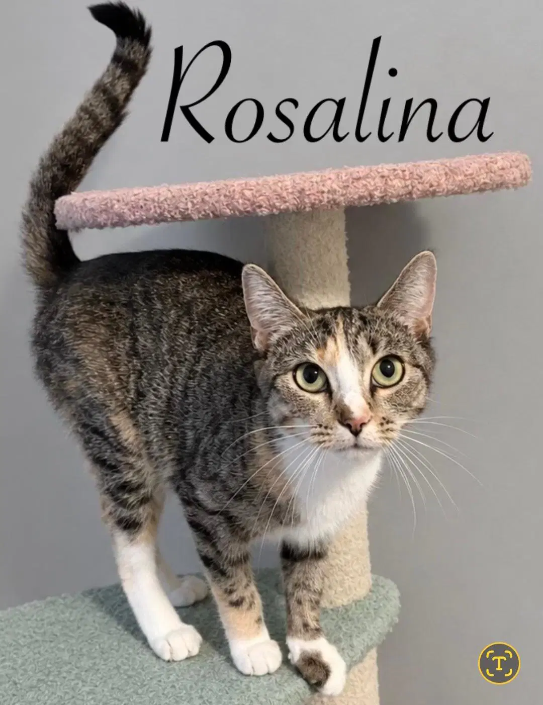 Rosalina - Domestic Short Hair