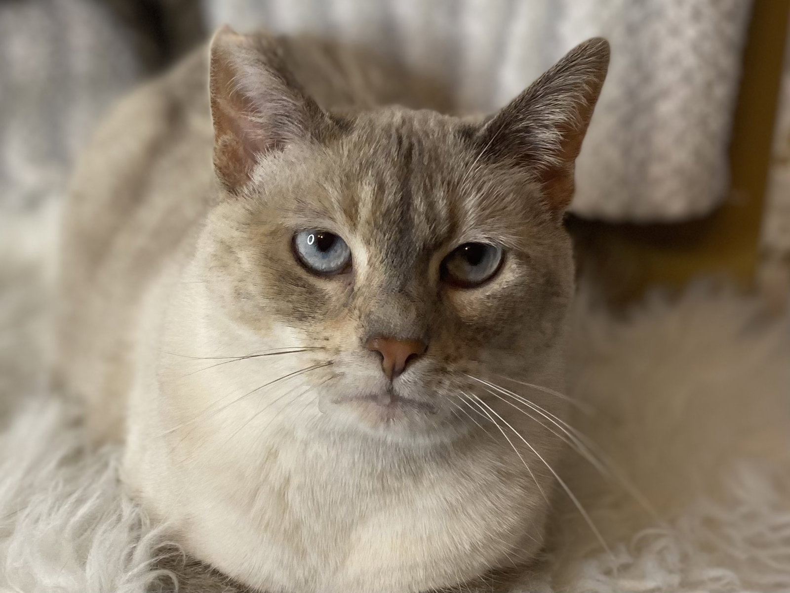 Bonita - MEET ME @ PETCO 2/7/26! Image