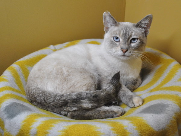 Bonita - SEE ME AT PETCO!