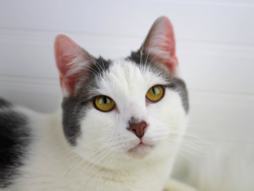 Pierre