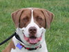Finn - Photo 3