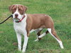 Finn - Photo 4