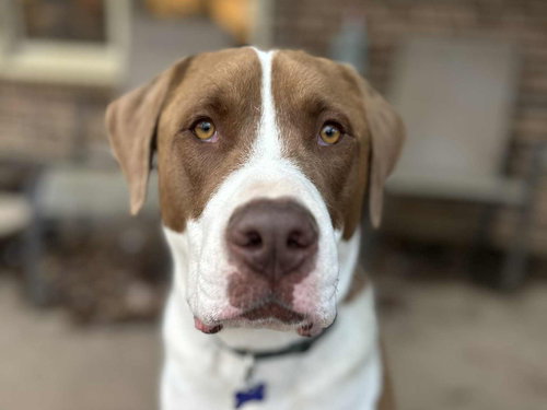 FINN - Saint Bernard available for adoption