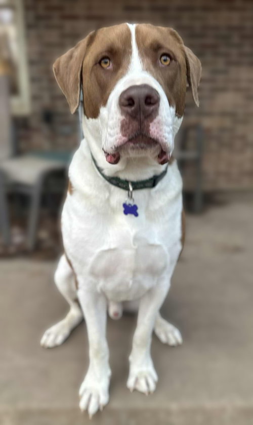 FINN - Saint Bernard available for adoption
