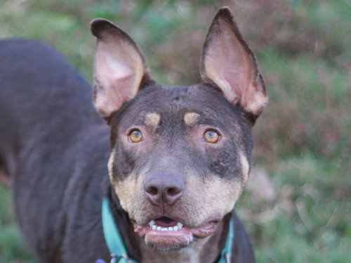 MEI - Bull Terrier / Doberman Pinscher available for adoption