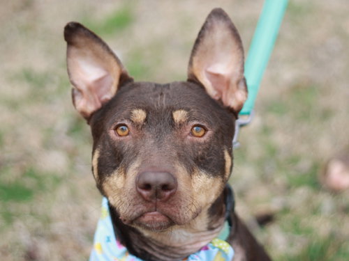 Mei, an adoptable Bull Terrier in Cookeville, TN