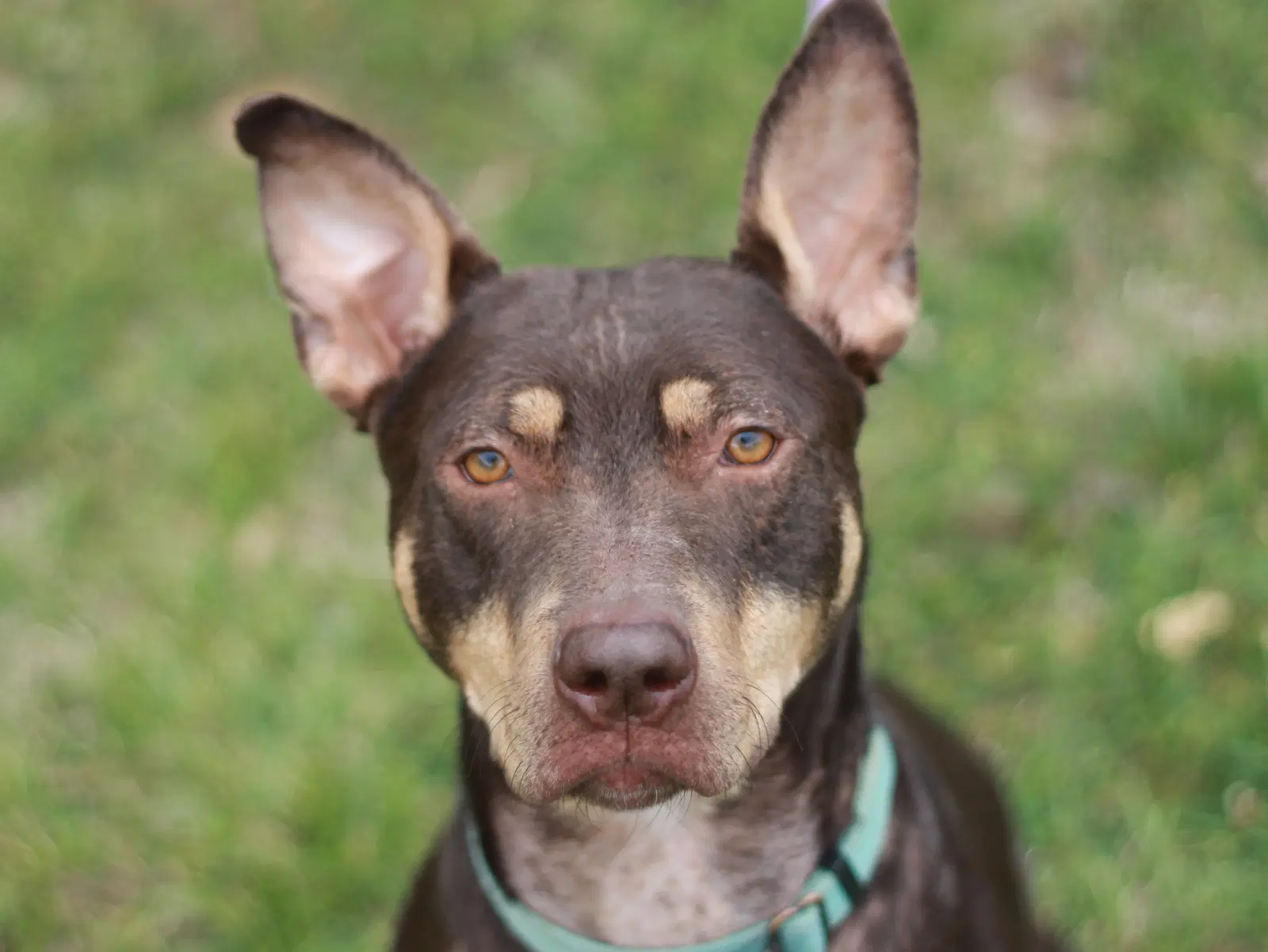 Mei - American Pit Bull Terrier