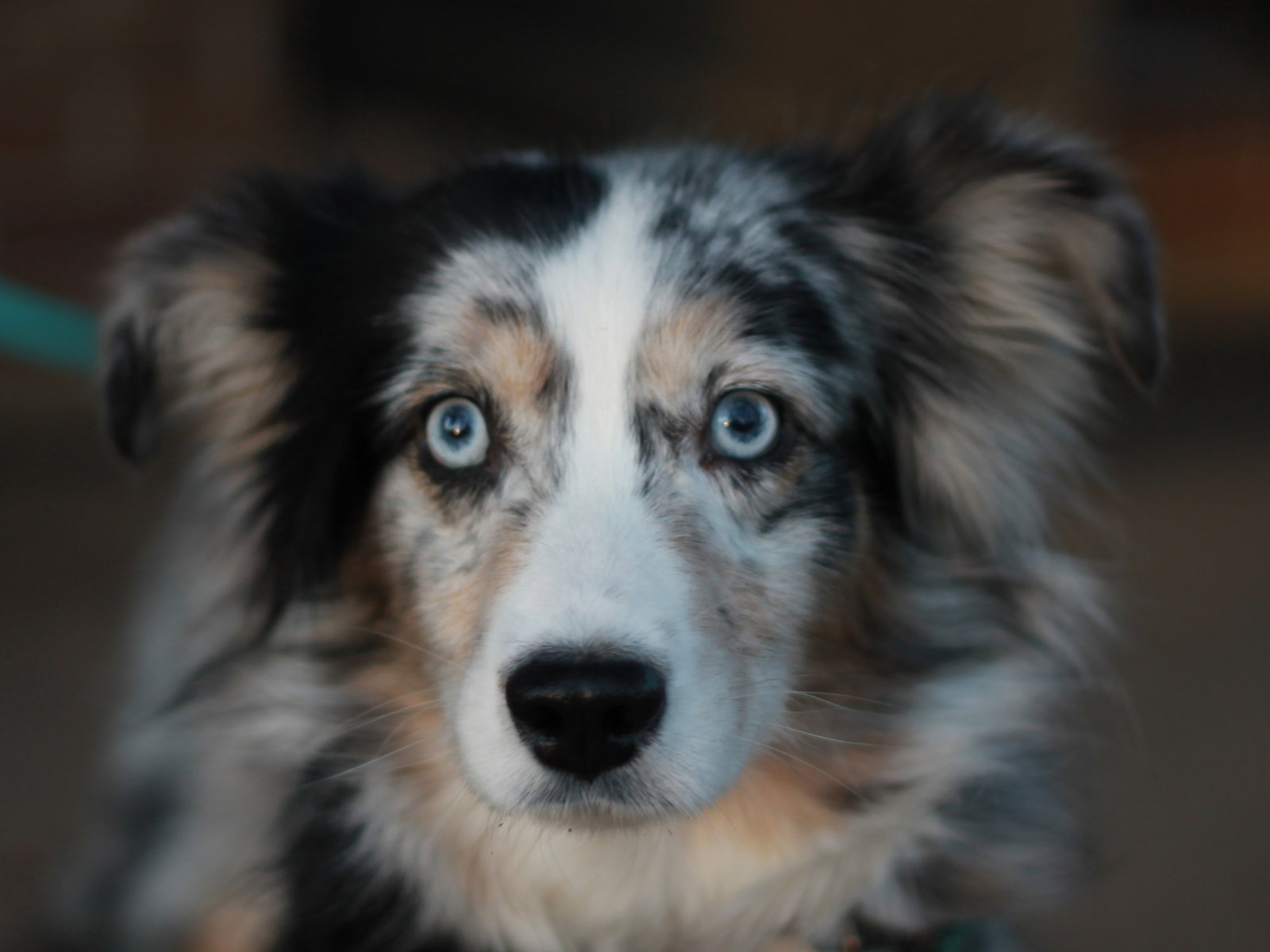 Freya