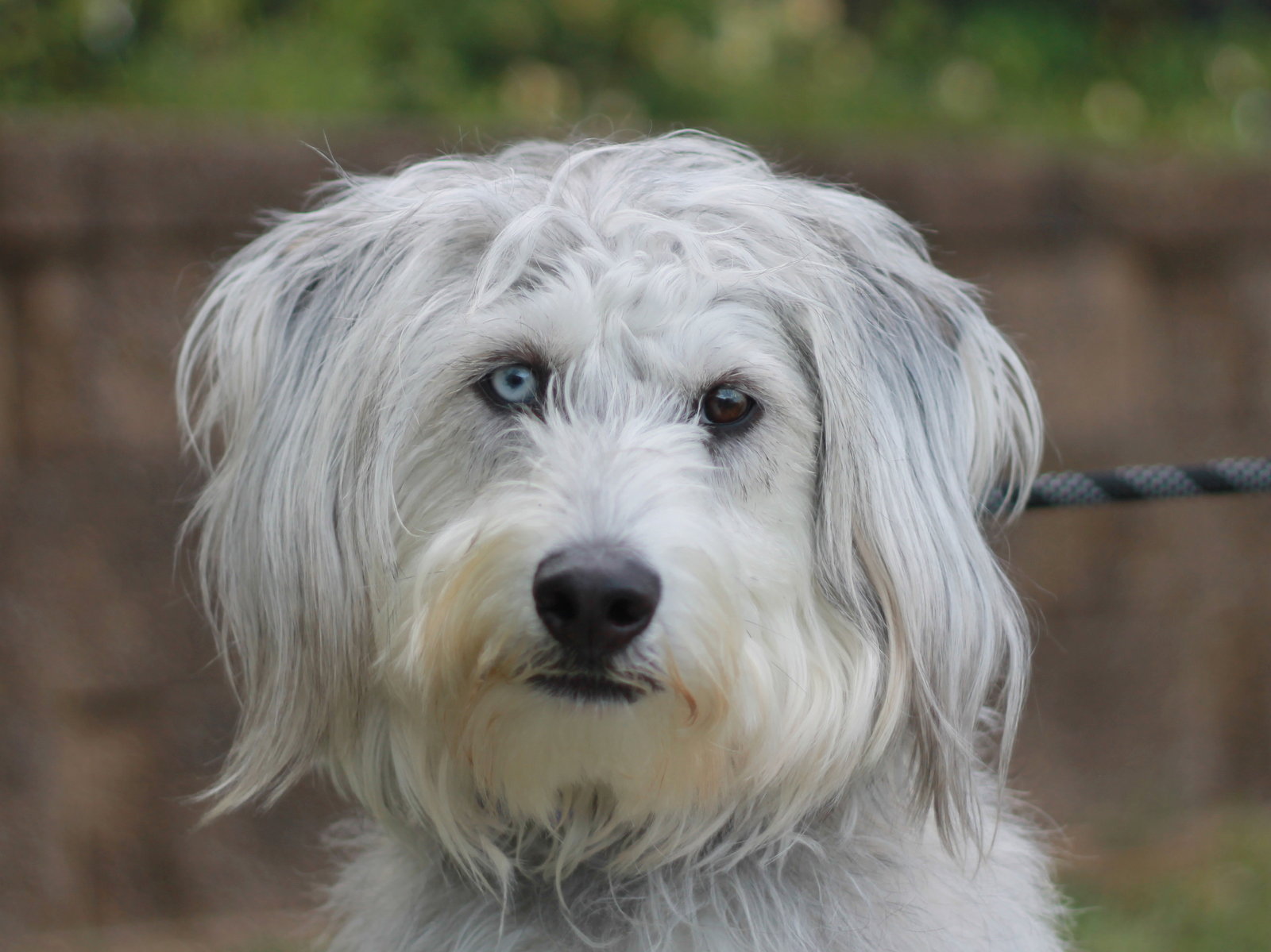 Samson