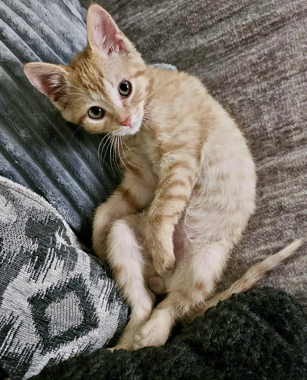 Archer