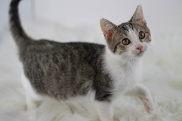 Felix - SEE ME @ PETCO!