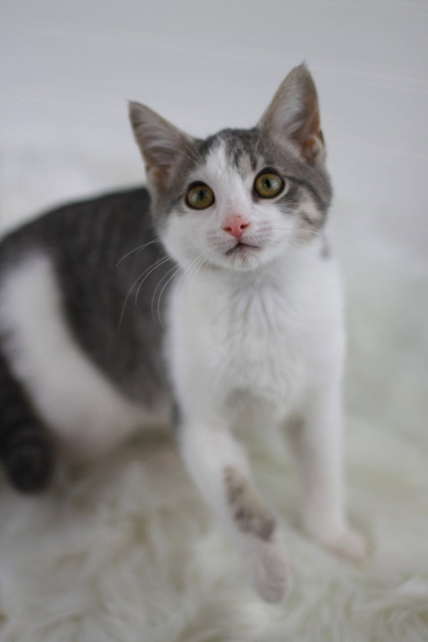 Ralph - SEE ME @ PETCO!