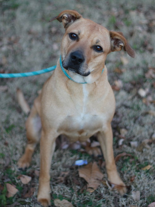 LUCKY LADY - Black Mouth Cur available for adoption