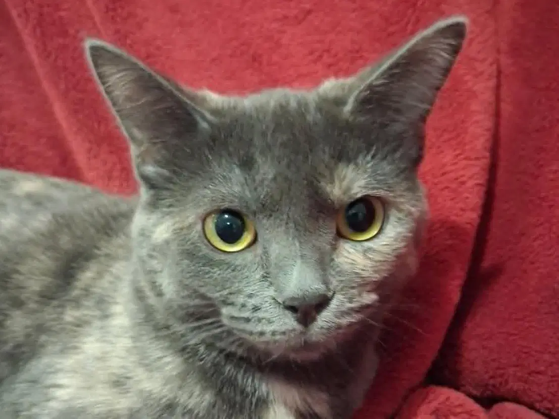 Paige - Domestic Short Hair