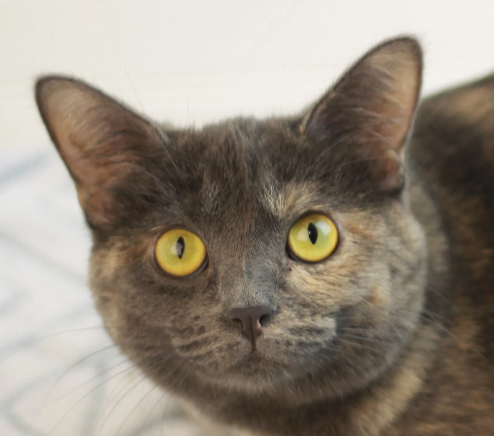 Paige - Adopt Me For