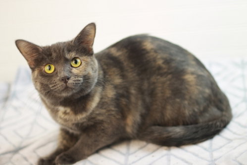 Photo 3 of Paige - Adopt me for $25!!!!!
