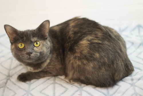 Photo 4 of Paige - Adopt me for $25!!!!!
