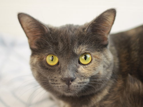 Photo 5 of Paige - Adopt me for $25!!!!!