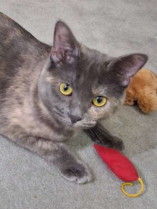 Photo 2 of Paige - Adopt me for $25!!!!!