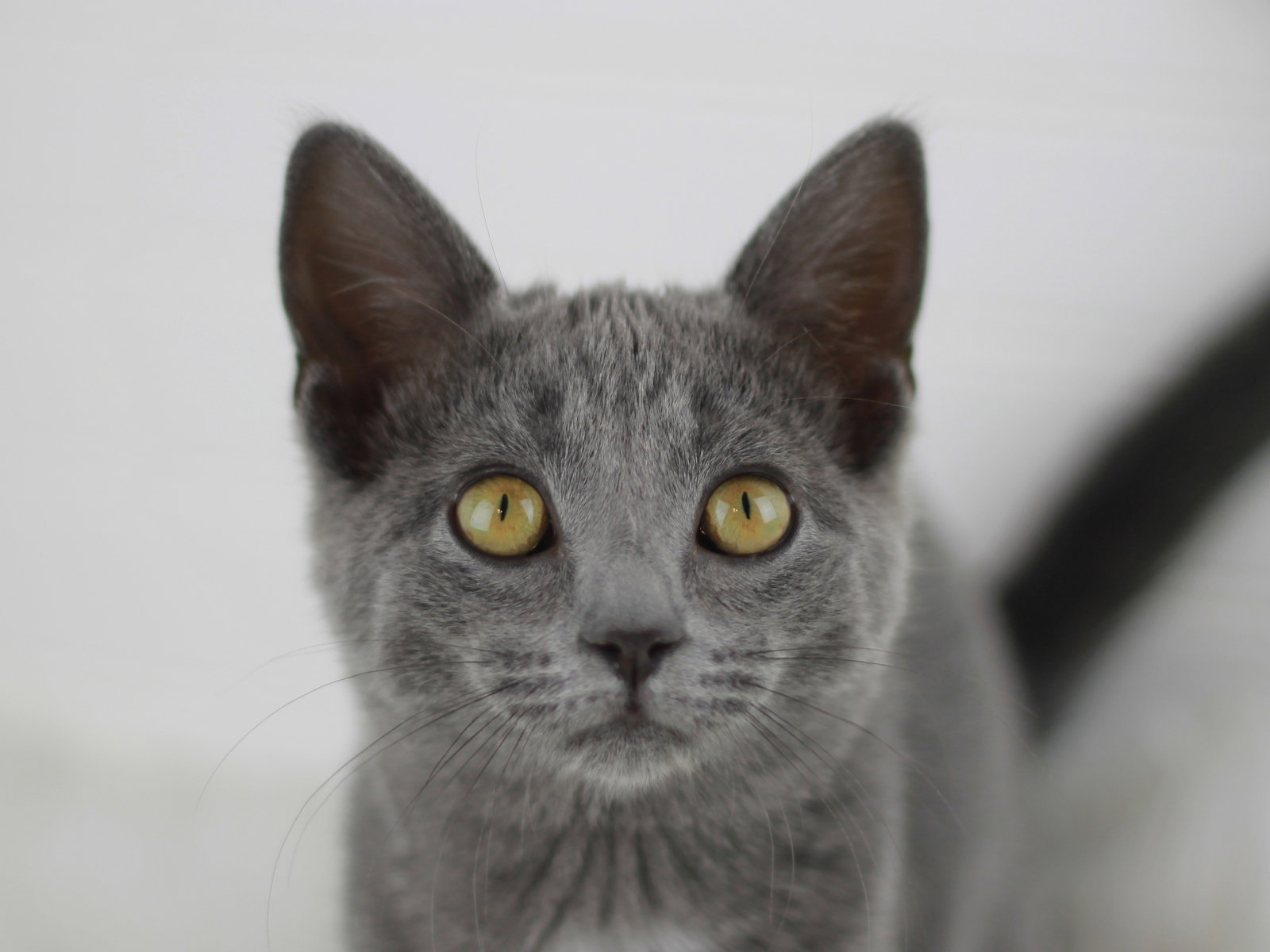 Phoebe Image