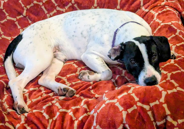 Petey