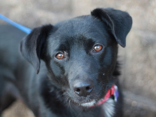 CLYDE - Labrador Retriever / Border Collie available for adoption