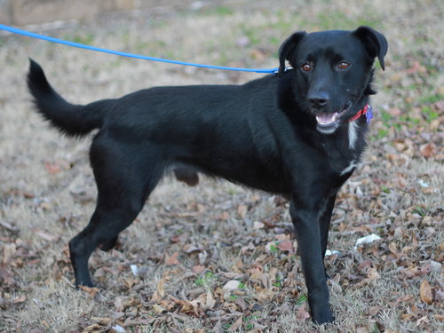 CLYDE - Labrador Retriever / Border Collie available for adoption