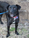 Clyde - Photo 3