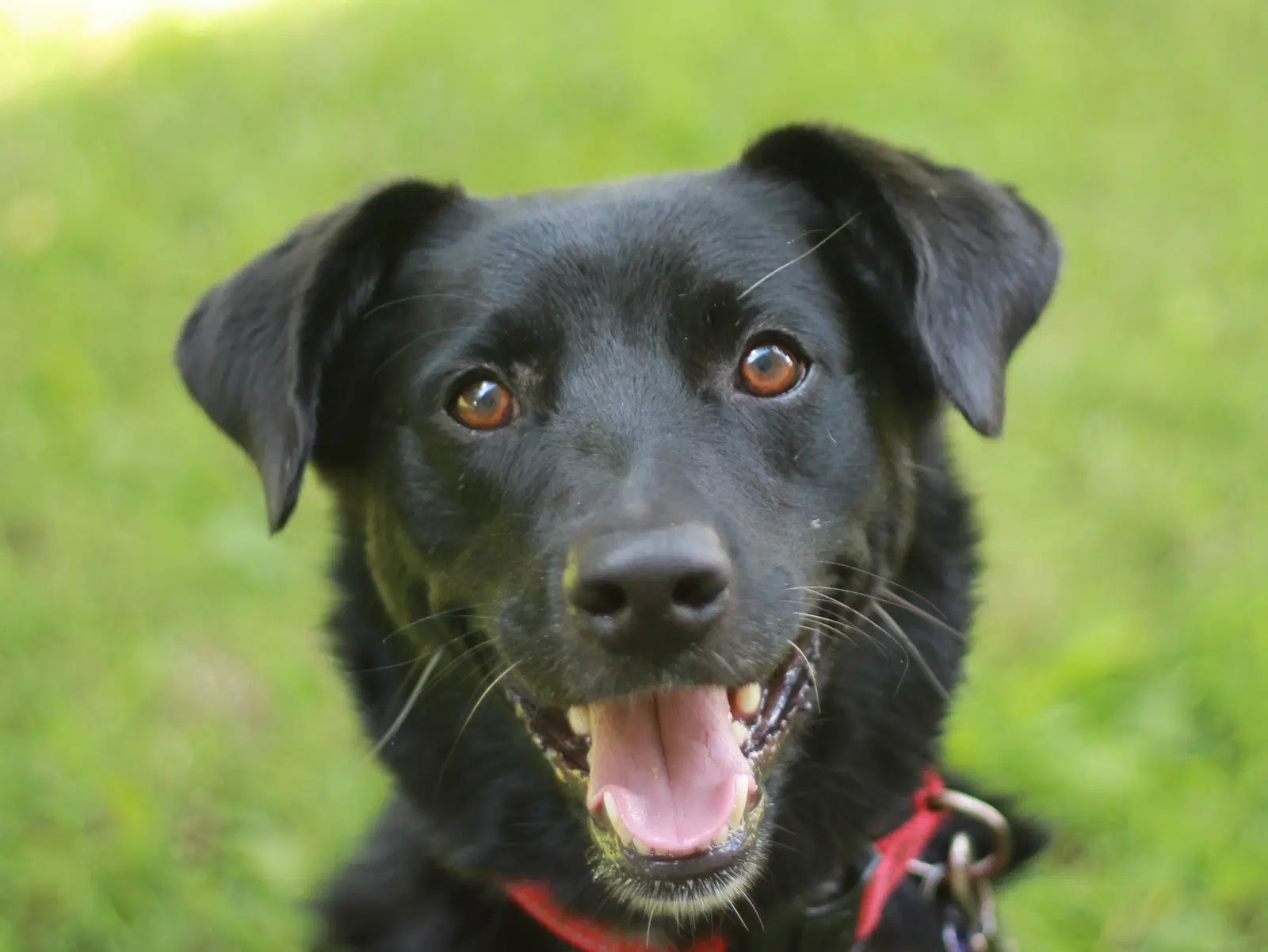 Clyde - Labrador Retriever