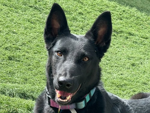 MALI - Belgian Shepherd Malinois available for adoption