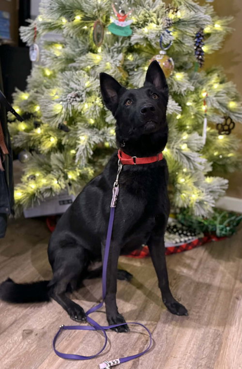 MALI - Belgian Shepherd Malinois available for adoption