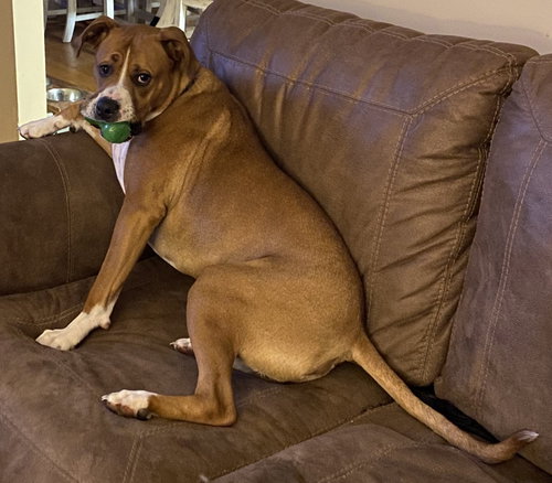 BOWSER - COURTESY LISTING - Boxer / Pit Bull Terrier available for adoption