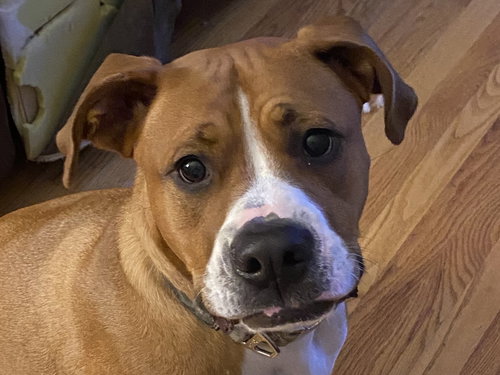 BOWSER - COURTESY LISTING - Boxer / Pit Bull Terrier available for adoption