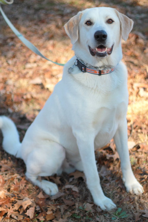 OREO - Great Pyrenees / Labrador Retriever available for adoption