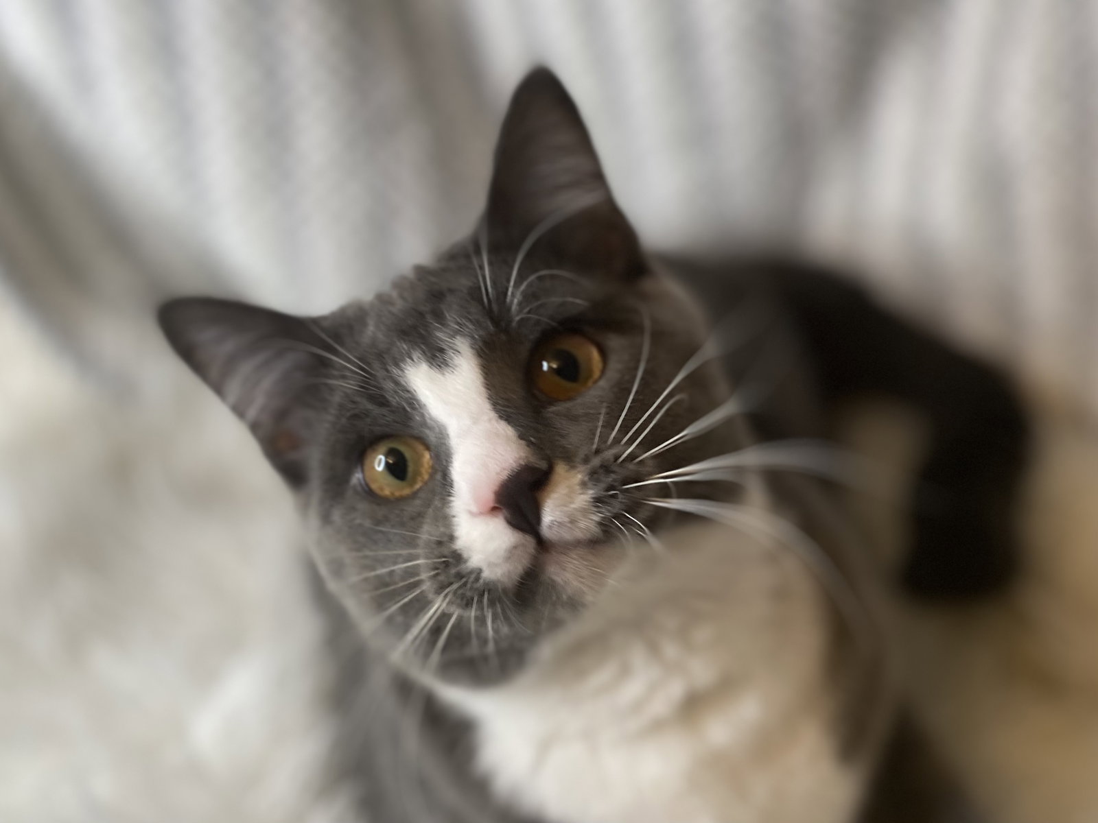 Obion - MEET ME @ PETCO 2/7/26! Image