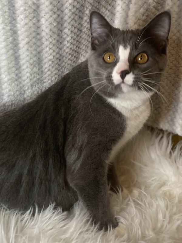 Obion - SEE ME AT PETCO!