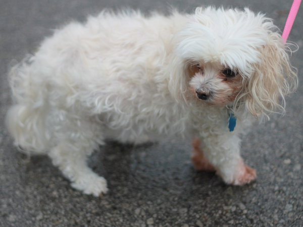 Snowball