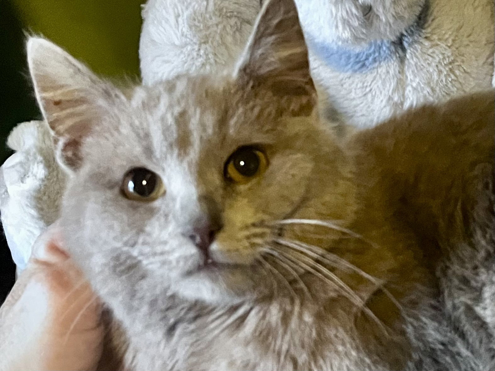Tawny Image