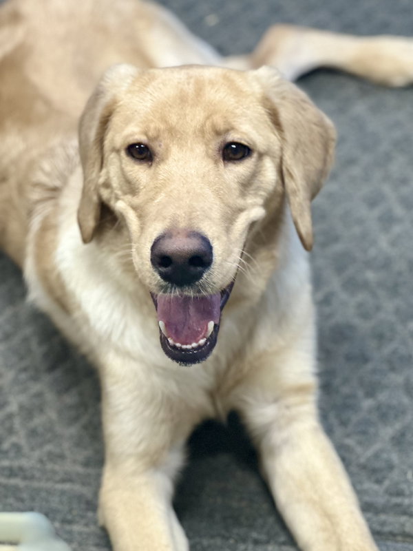 Bo