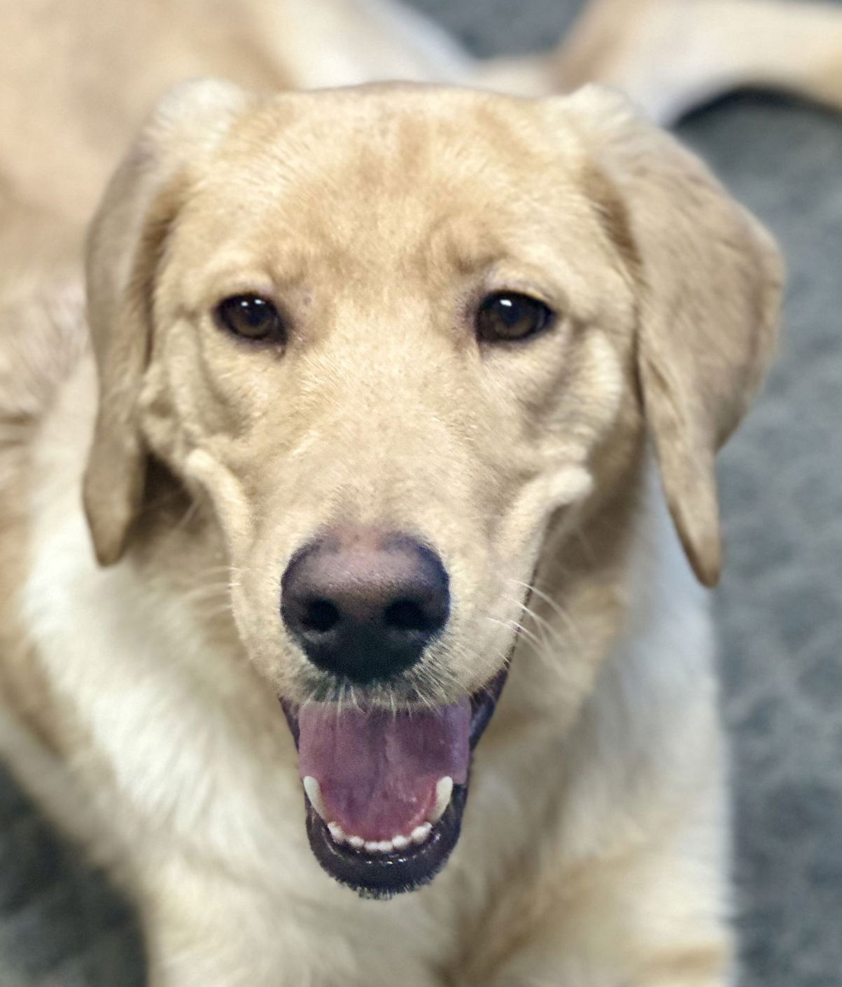 Bo