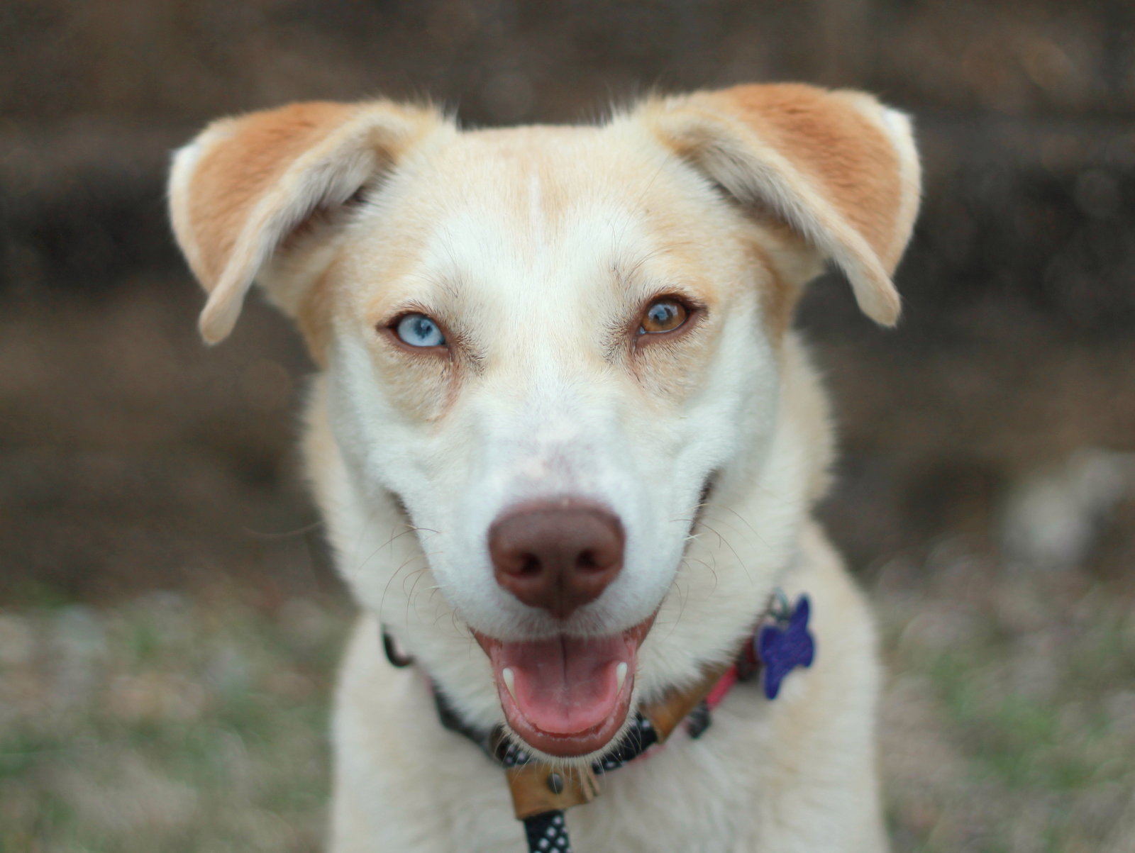 Siberian Husky