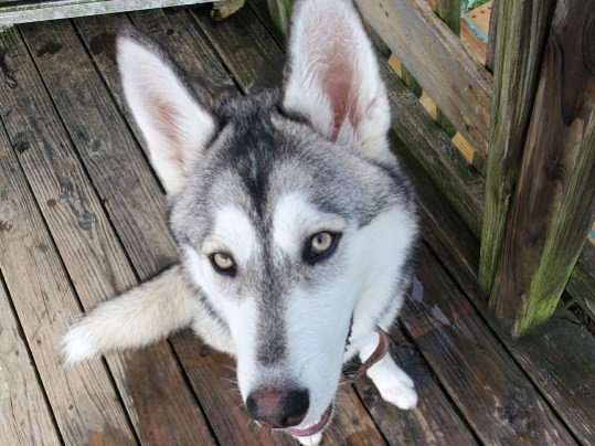Zeus *COURTESY LISTING* Image
